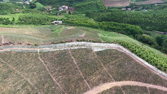 Pineapple Plantation On Hillside — Shot 5