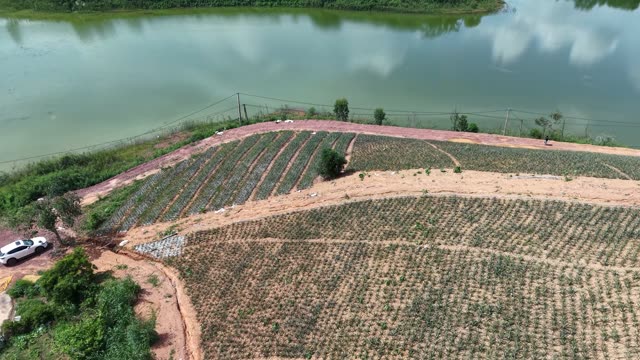 Hillside Pineapple Fields And Lake — Shot 3