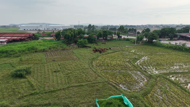 Wide Aerial Of Cattle And Warehouses — Shot 1