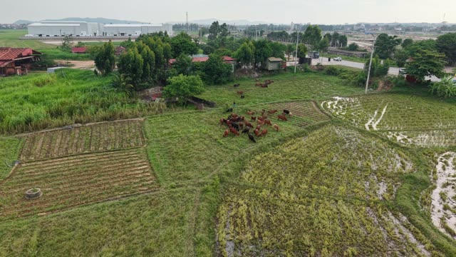 Wide Aerial Of Cattle And Warehouses — Shot 2