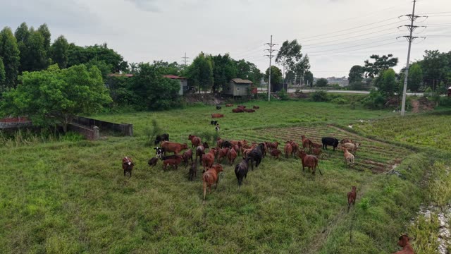 Cattle Herd Among Power Lines — Shot 1