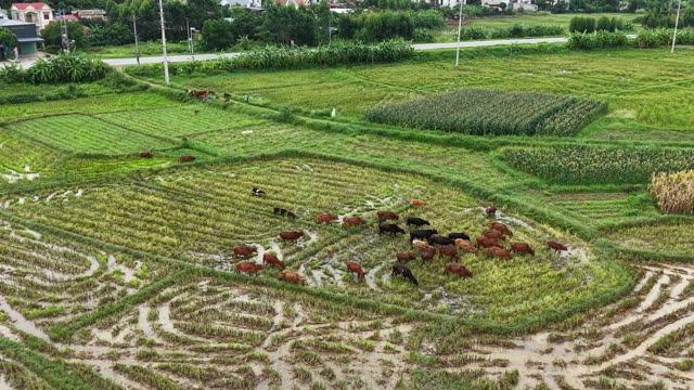 Free-Grazing Cattle On Farmland — Shot 1