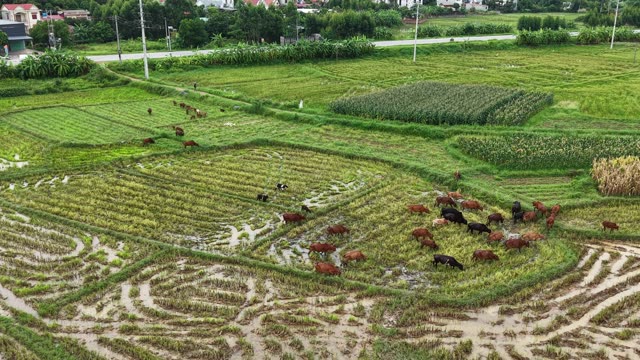 Free-Grazing Cattle On Farmland — Shot 2