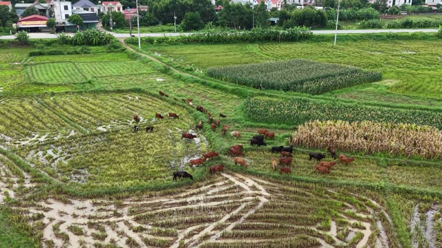 Cattle Herd Near Rural Hills — Shot 1