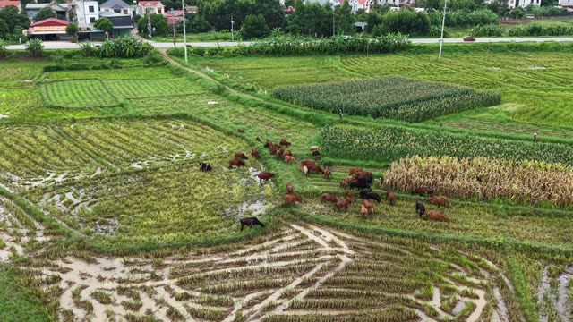 Cattle Herd Near Rural Hills — Shot 2
