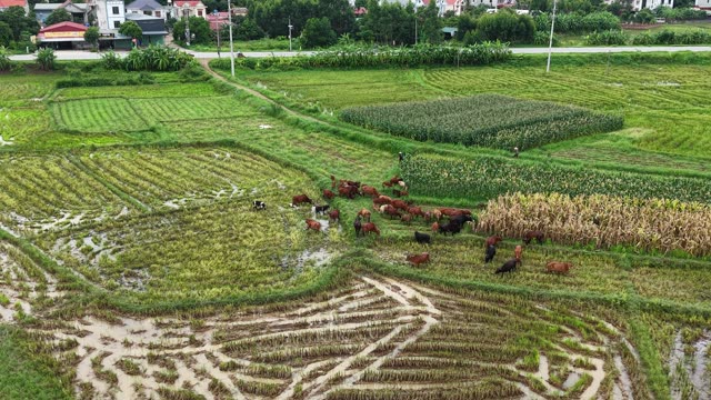 Cattle Herd Near Rural Hills — Shot 3