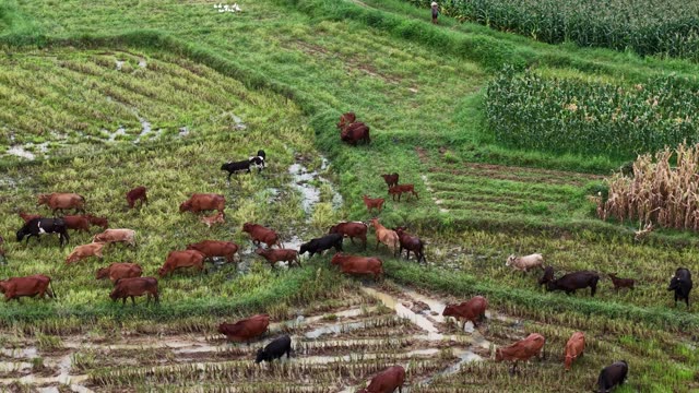 Cattle On Harvested Rice Fields — Shot 2