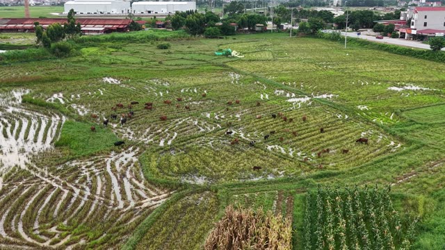 Herd On Terraced Wet Fields — Shot 1