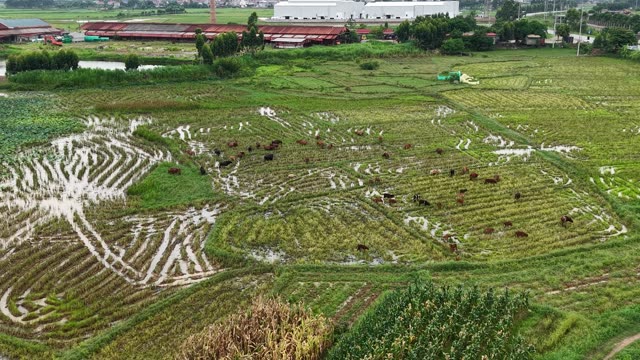 Herd On Terraced Wet Fields — Shot 2