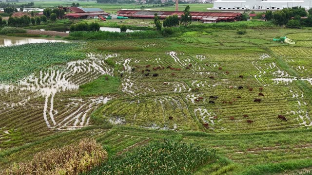 Herd On Terraced Wet Fields — Shot 3
