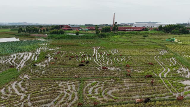 Cattle Scattered On Paddies — Shot 2