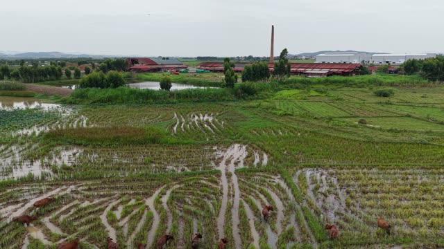 Cattle Scattered On Paddies — Shot 3