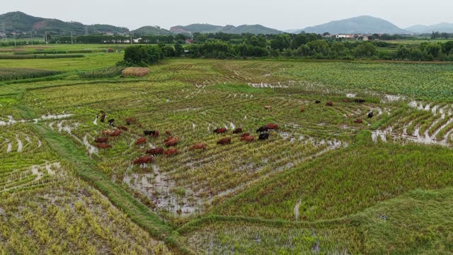 Cattle Grazing Near Farmhouses — Shot 1