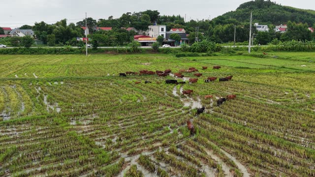 Cattle Walking On Wet Fields — Shot 1