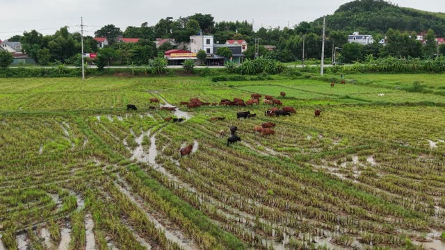 Cattle Walking On Wet Fields — Shot 2