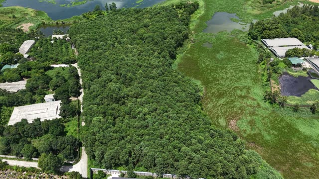 Lush Green Trees And Water