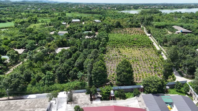 Orchard In Green Countryside