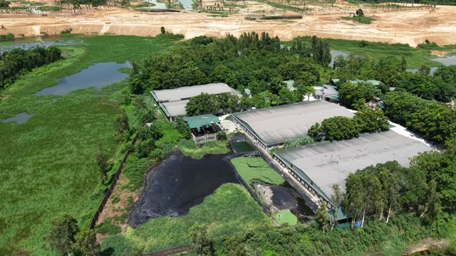 Pig Farm By Cleared Land