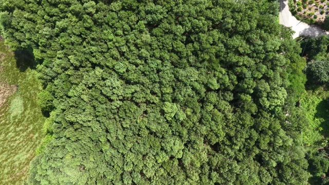 Overhead Green Forest Canopy