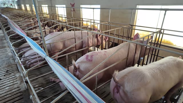 Long Sow Barn Interior View