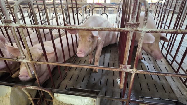 Sows Resting In Metal Crates