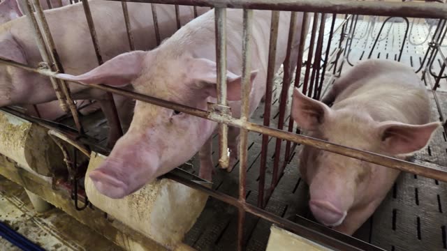 Pigs Behind Rusty Barn Bars