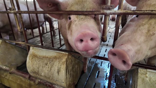 Pig Snouts At Feed Trough