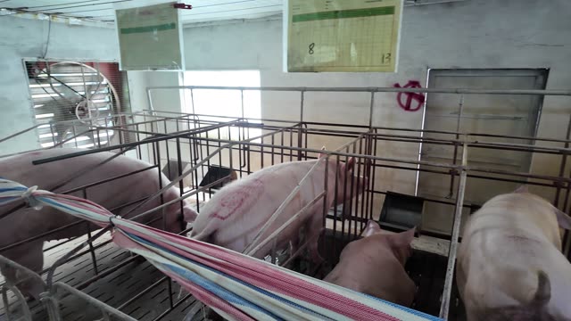 Sows In Crates Near Fan