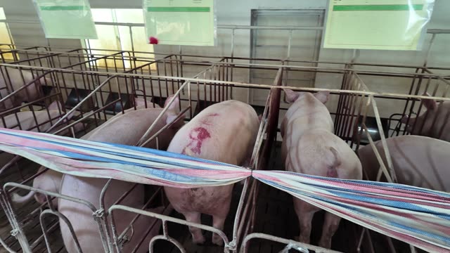 Rows Of Confined Sows