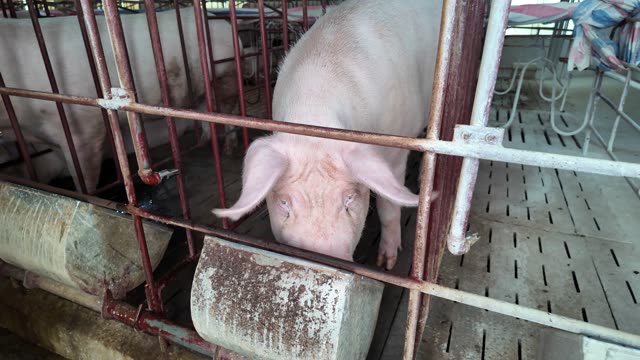 Pig At Feeder Close Up