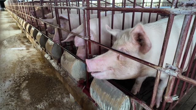 Pigs Feeding Along Barn Row