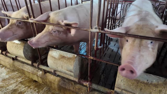 Three Pigs At Feed Trough