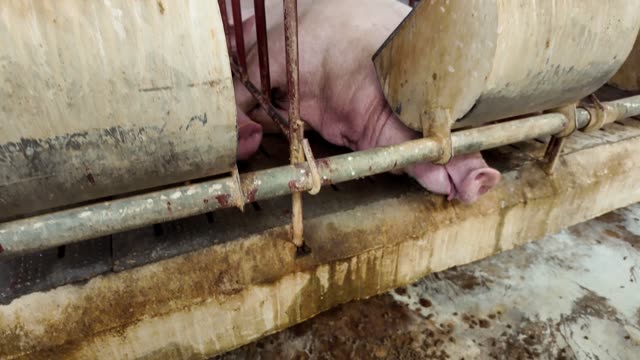 Pig Snout Detail At Trough