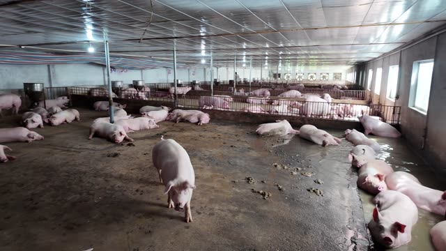 Hogs Rest In Open Barn Pen