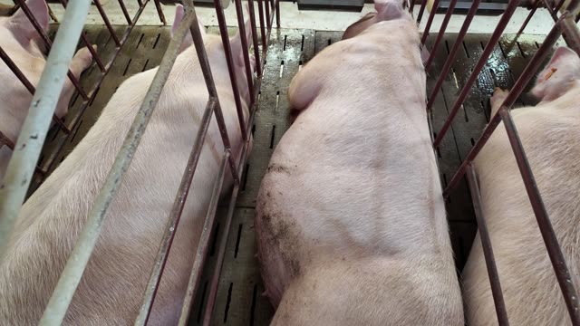Pigs Resting In Gestation Crates