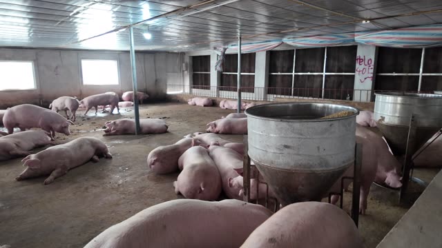Hogs Rest Around Feed Hoppers