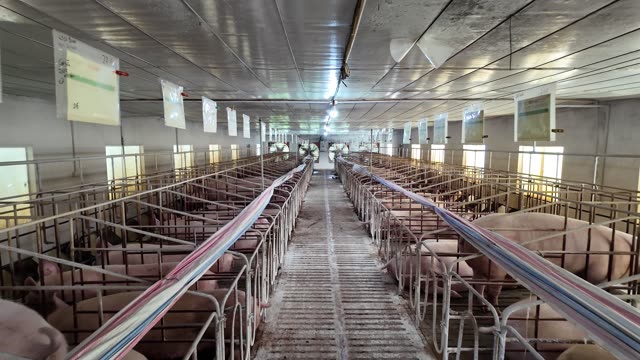 Rows Of Sows In Crates