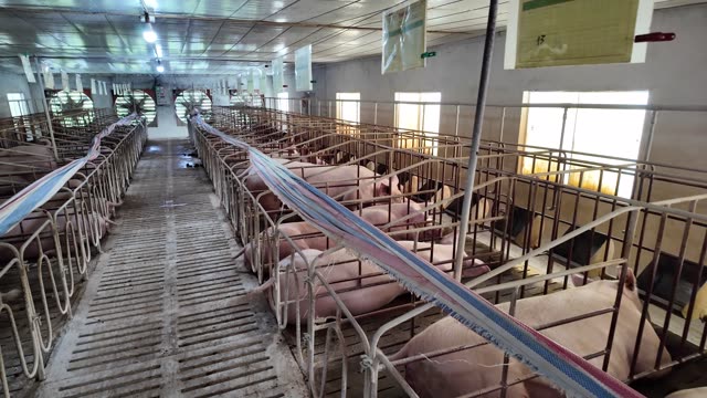 Sow Barn With Crated Pigs