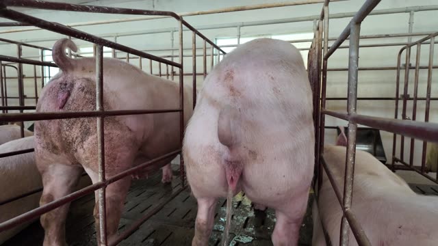 Sows Standing In Gestation Crates