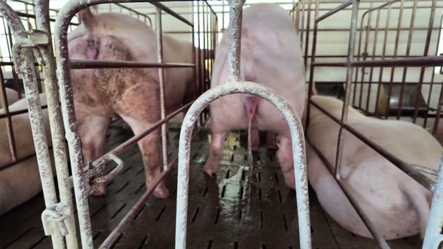 Close View Of Crated Sows