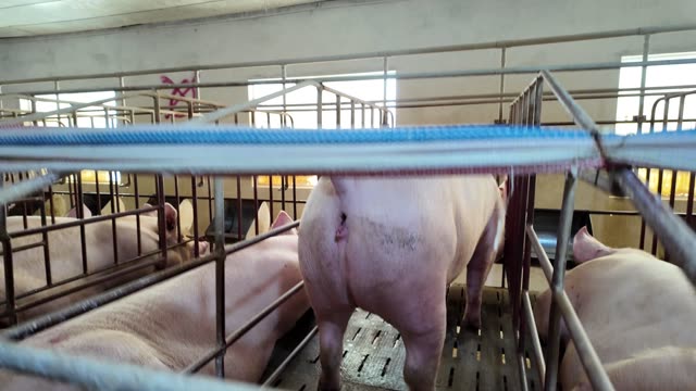 Sow Confined In Metal Crate