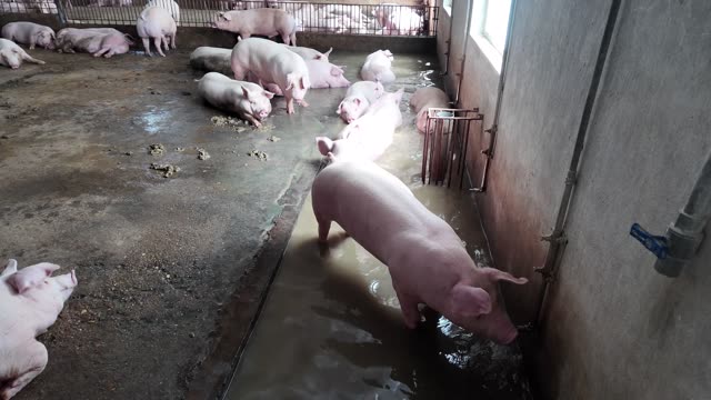 Hog Drinks At Wet Pen Corner