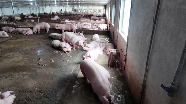 Hogs Gather By The Water Point