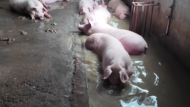 Hogs Cool Off In Wet Pen