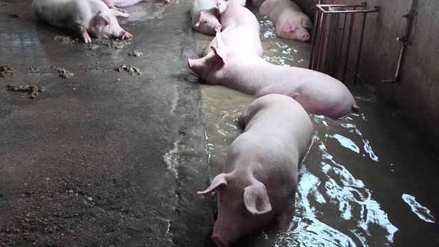 Pig Wallows Along Pen Edge