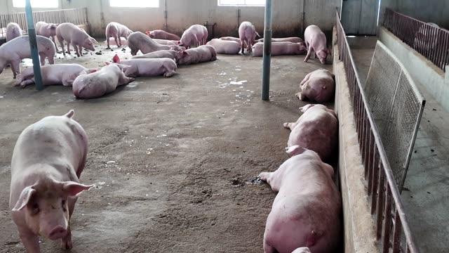Fattening Hogs In Dry Pen