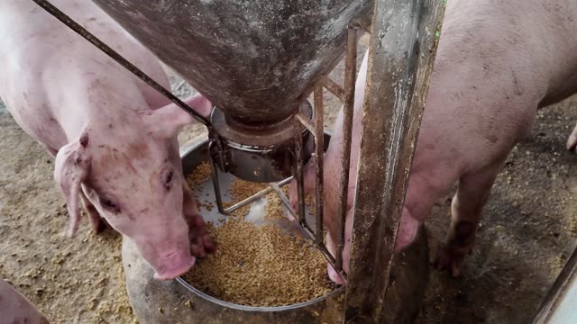 Hogs Eat From Hopper Feeder