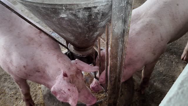 Close View Of Hogs Feeding