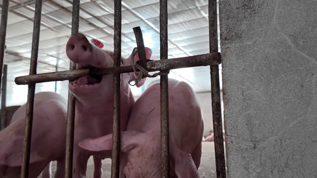 Hog Chews On Pen Railing