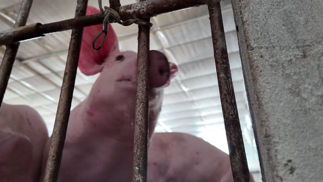 Hog Snouts Above The Bars